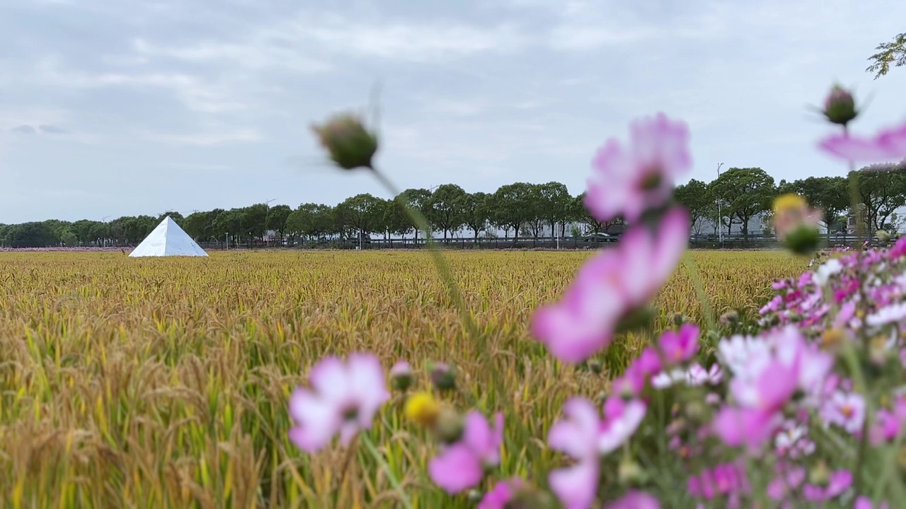 花×漾（图ZMzI1MzU3ODUy） - 短片 - 站酷设计师苏州众言堂原创素材 - 站酷ZCOOL