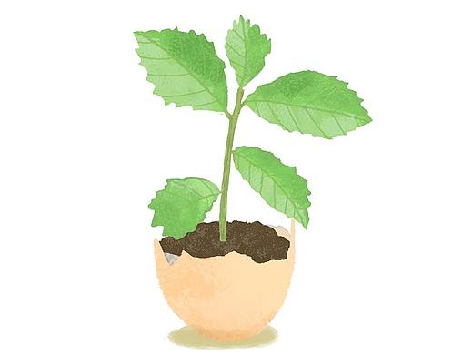 植物篇--插画（个人主页-ZNDMxNDA2OTY=） - 创作习作 - 站酷设计师樰兮原创素材 - 站酷ZCOOL