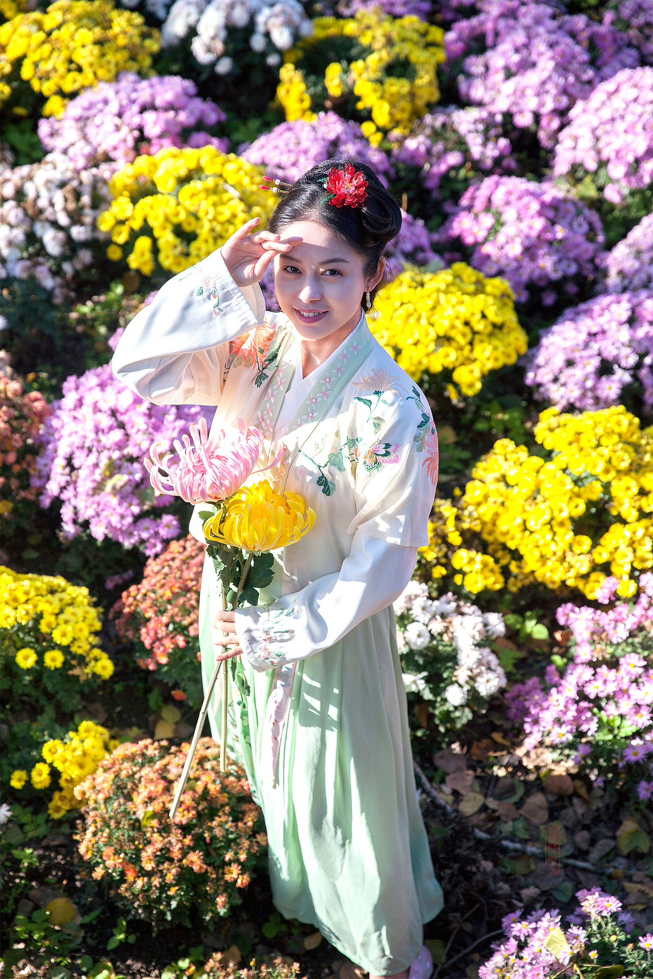 花仙｜寻芳到菊丛