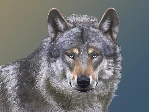 板繪小作--狼（個(gè)人主頁(yè)-ZMjgzODA1MDA=） - 創(chuàng)作習(xí)作 - 站酷設(shè)計(jì)師志杰97原創(chuàng)素材 - 站酷ZCOOL