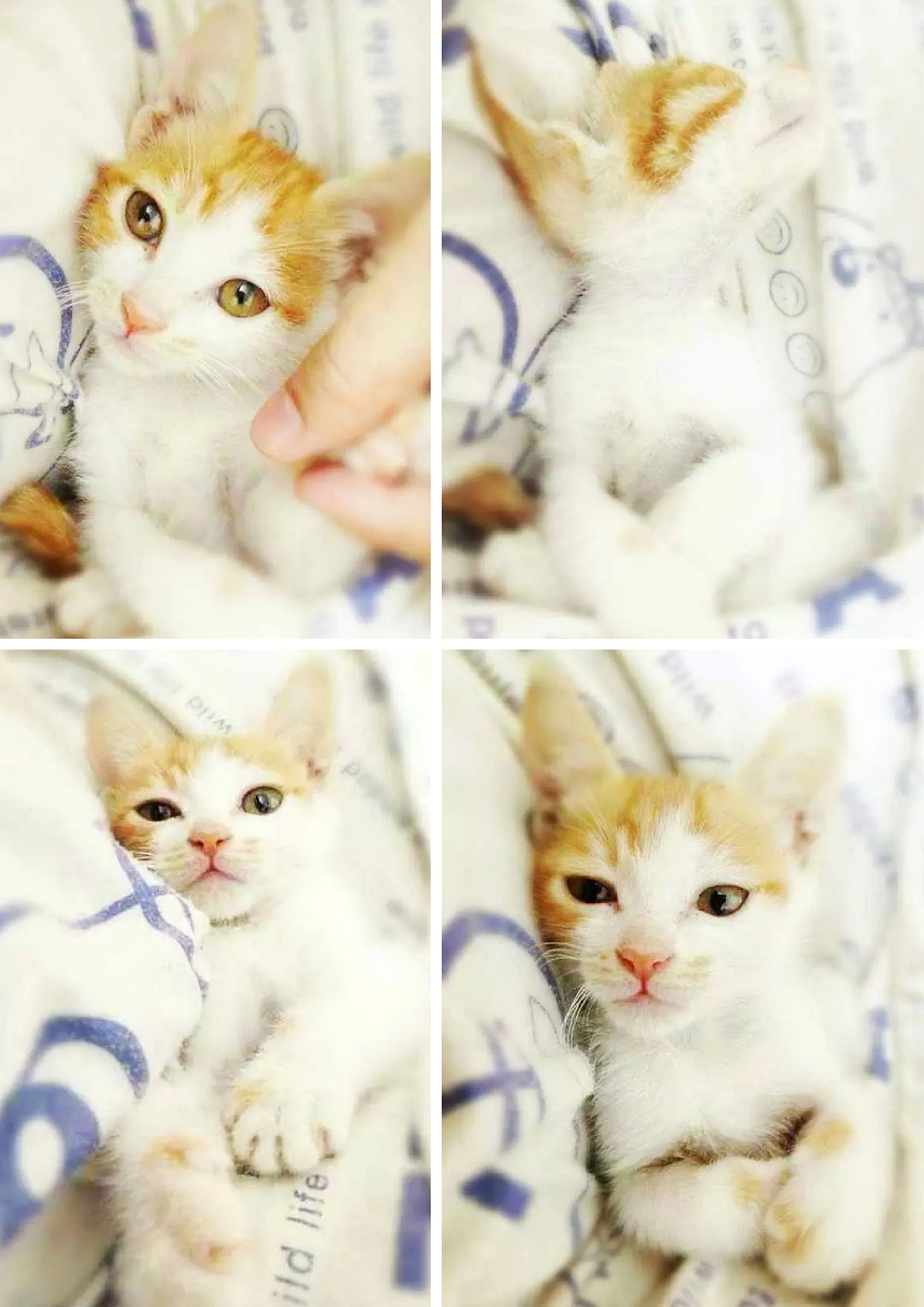 喵呜~毛毛是一只招财猫（图ZMjU1NzgxNTI=） - 宠物摄影 - 站酷设计师安之HAHA原创素材 - 站酷ZCOOL