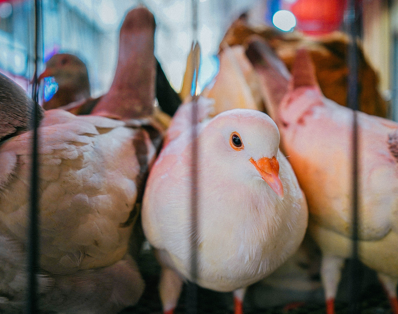 长沙老街-碧湘街