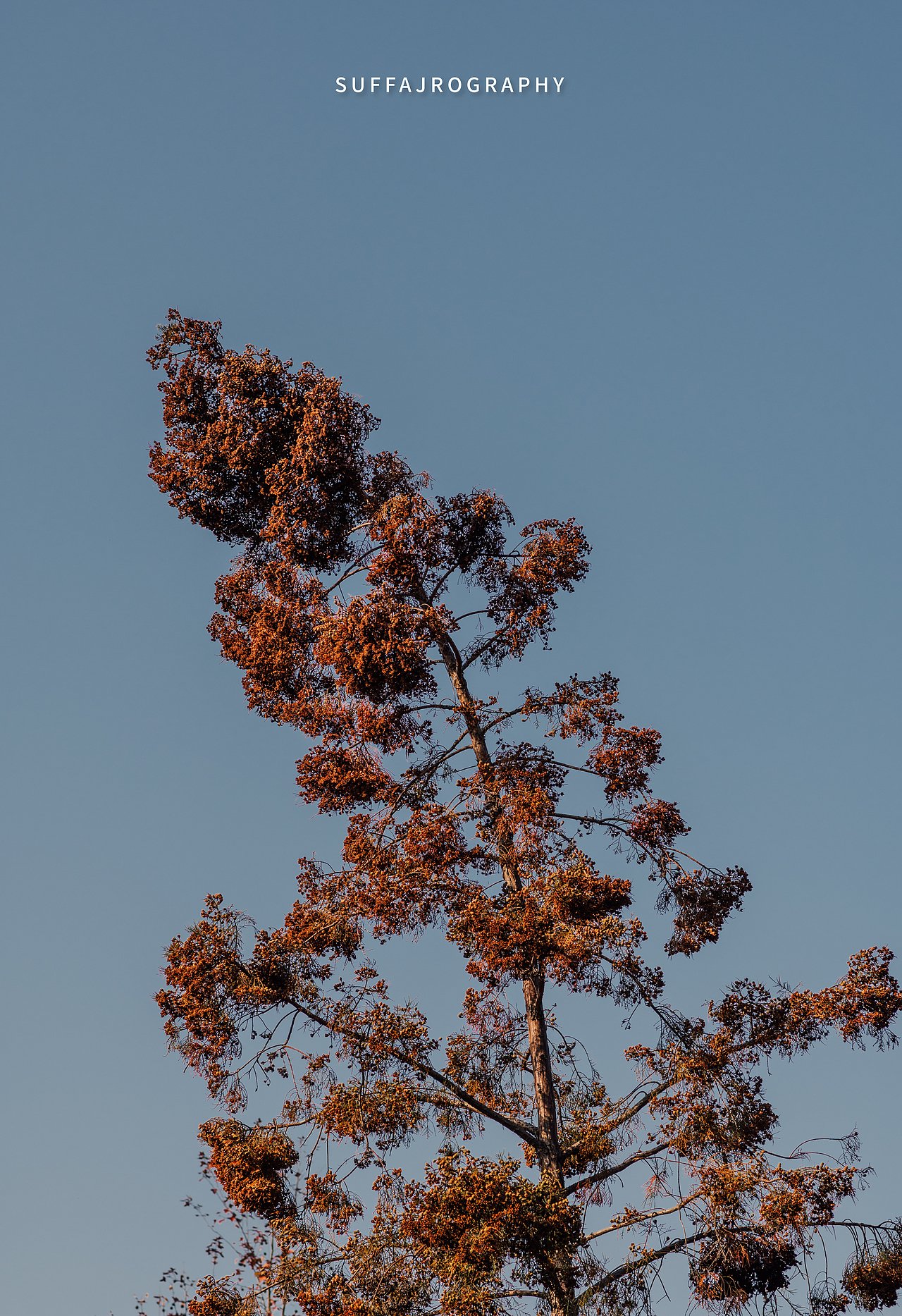 上海 I 森林公园日