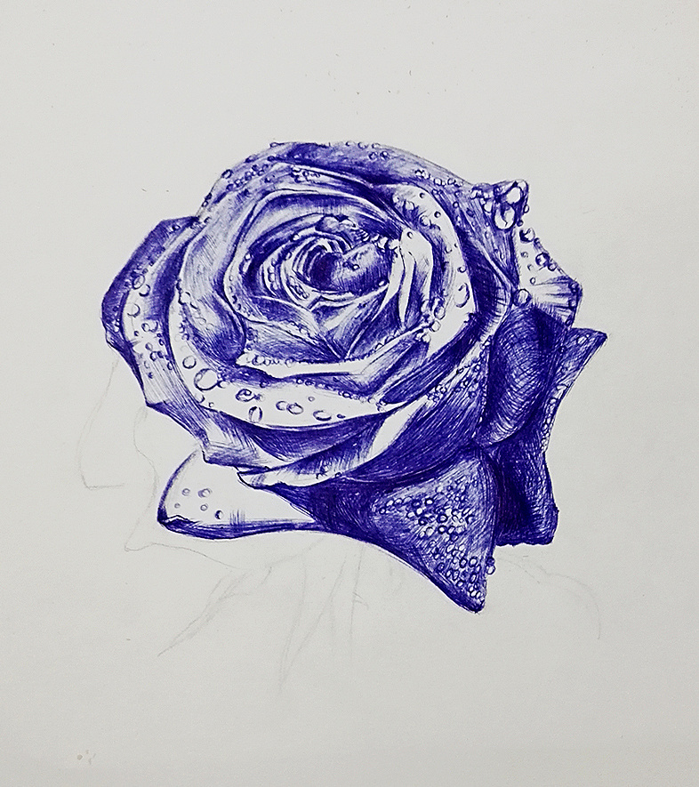 圆珠笔玫瑰花的画法图片