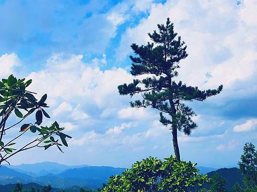 蓝天,白云 与树