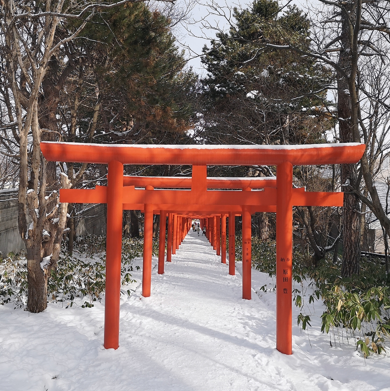 【北海道】这个大雪覆盖的札幌神社，温柔且安静。（图ZMTk2OTY0MTY4） - 风光摄影 - 站酷设计师keke奇遇记原创素材 - 站酷ZCOOL