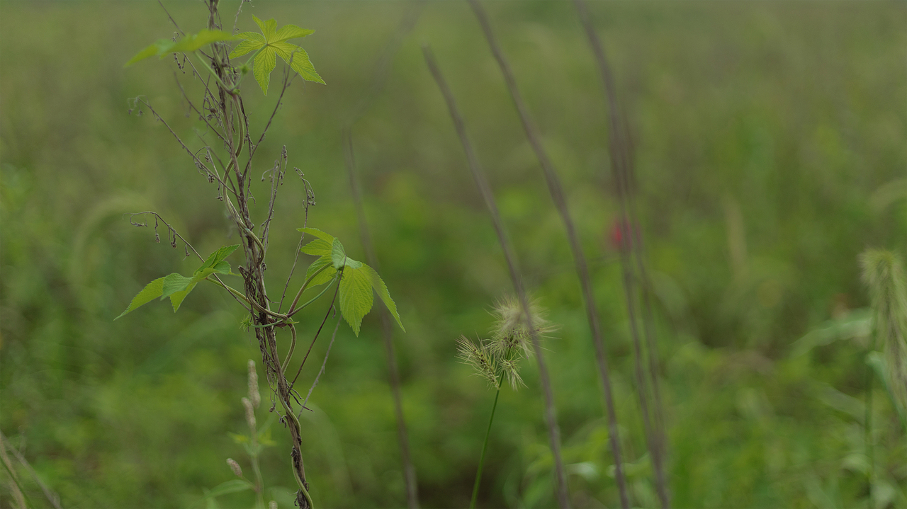 《乡野》（图ZMjY4NzYxMzI0） - 人像摄影 - 站酷设计师拉丨苏原创素材 - 站酷ZCOOL