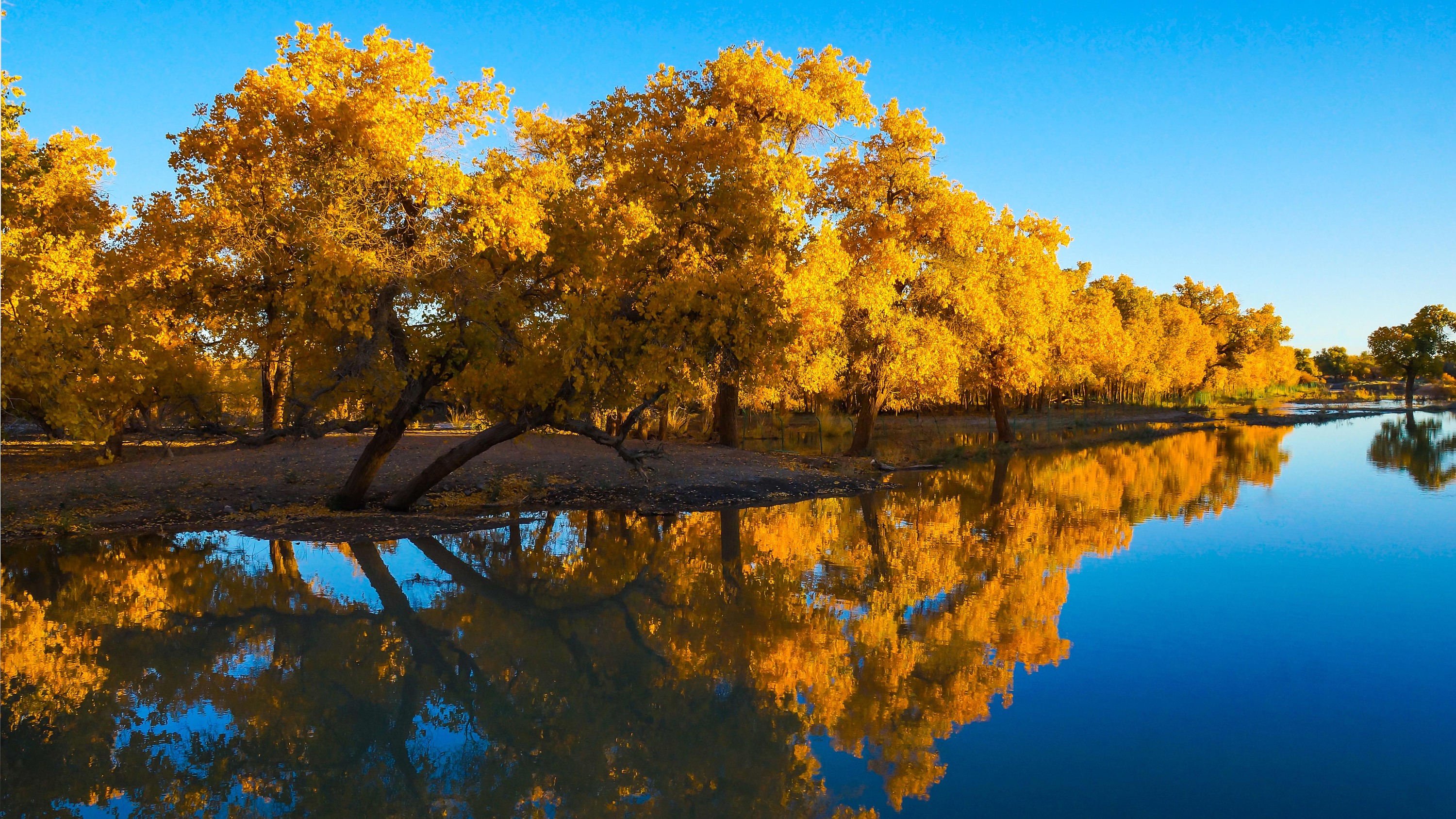 额济纳旗本就是一首诗