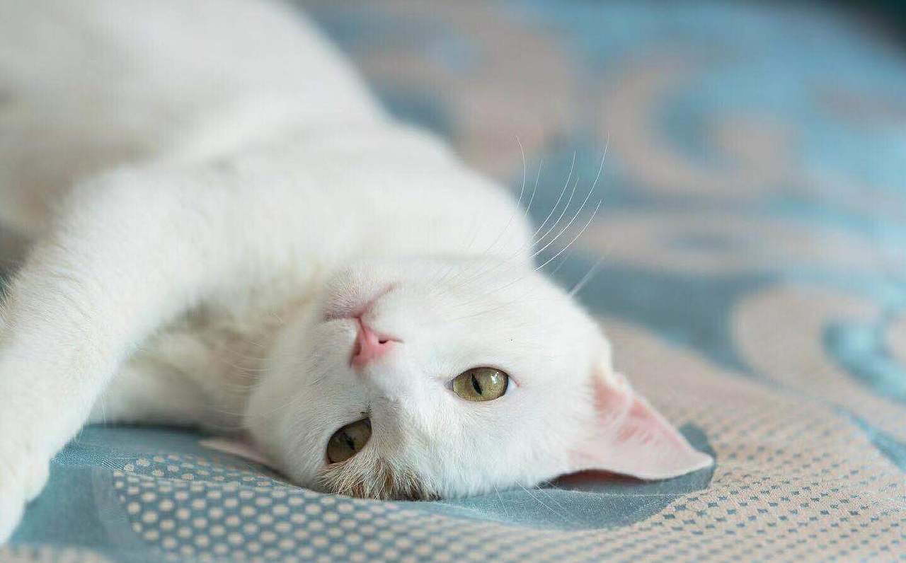 家有小调皮~~~~~