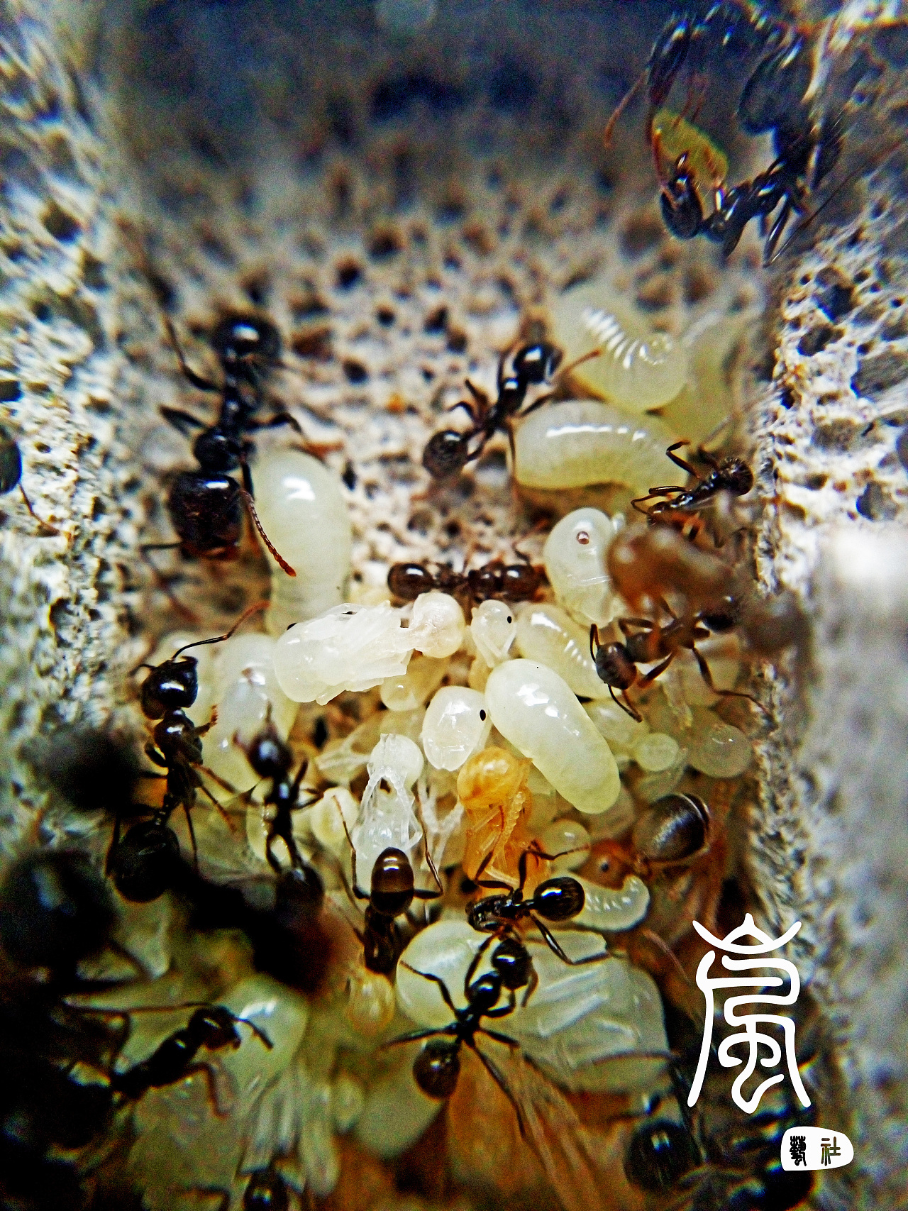 蚁巢的样子图片