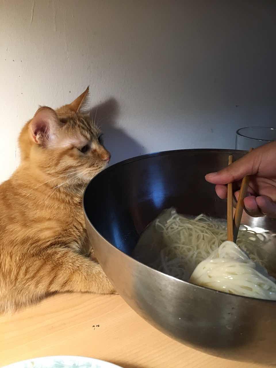 菜刀眼黄豆芽的日常（图ZODEwMzczNTI=） - 宠物摄影 - 站酷设计师violasean原创素材 - 站酷ZCOOL