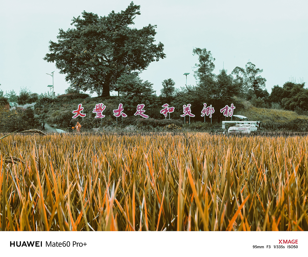 袁隆平是中国杂交水稻育种的奠基人