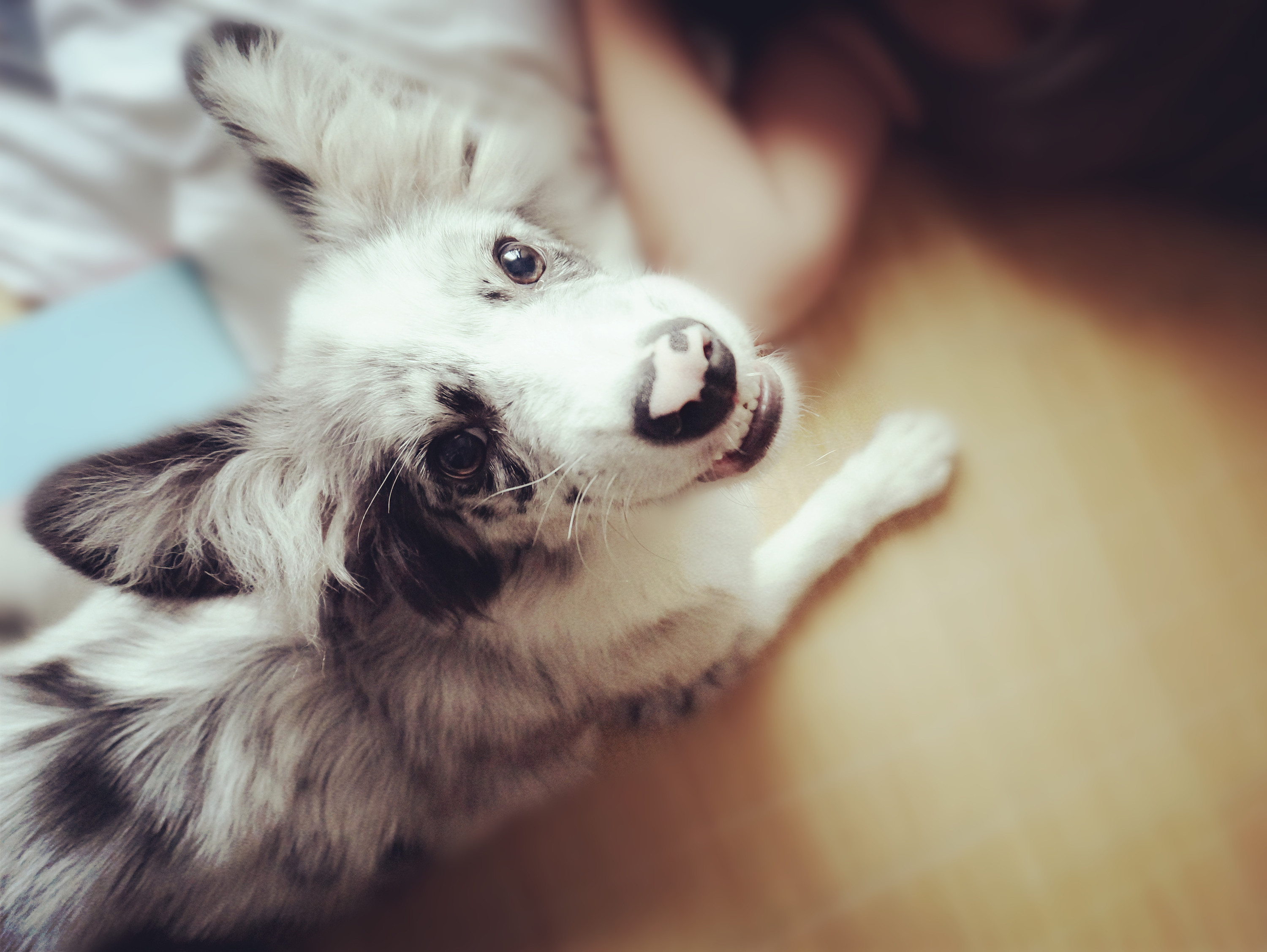 陨石边牧照片一组