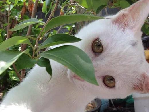 我的猫（个人主页-ZMjU1NDU2MDQ=） - 其他摄影 - 站酷设计师青争5原创素材 - 站酷ZCOOL