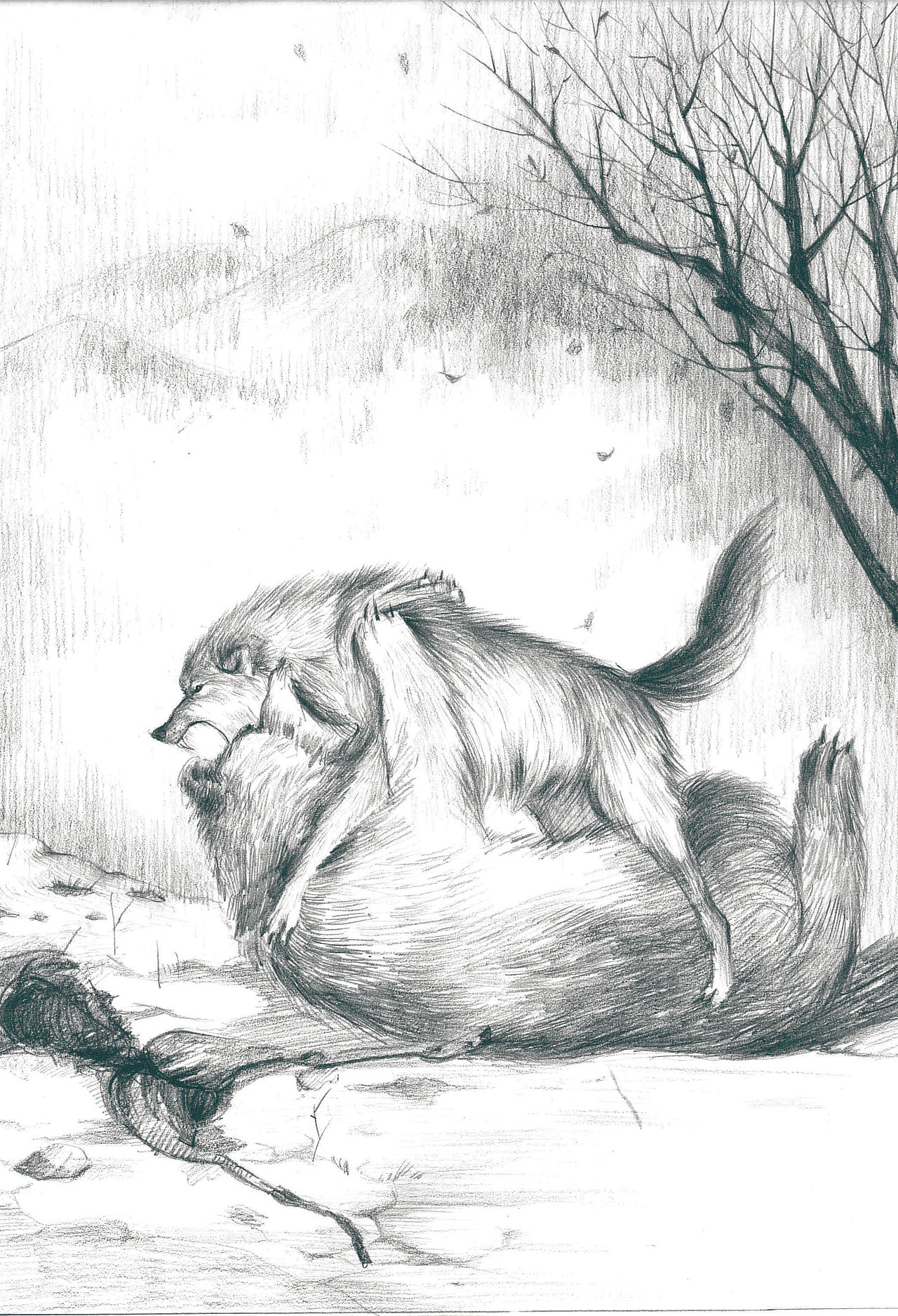 你是一匹真正的草原狼