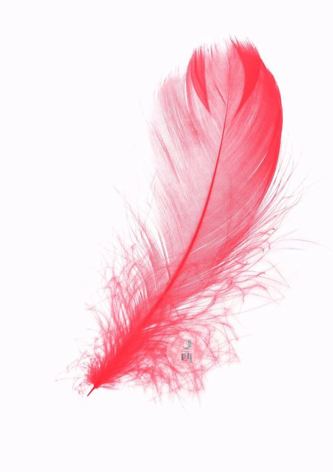 彩铅羽毛教学步骤 | 简单易学