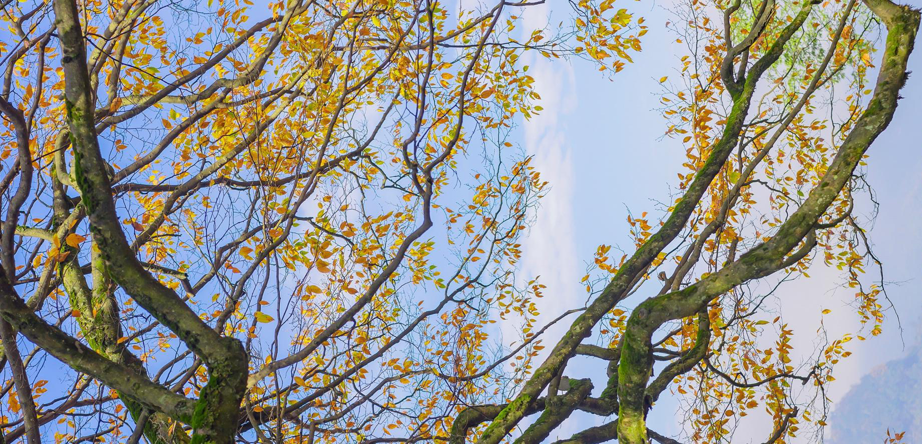 许柒七的个人主页（封面预览） - 主页封面设置 - 站酷设计师许柒七原创素材 - 站酷ZCOOL