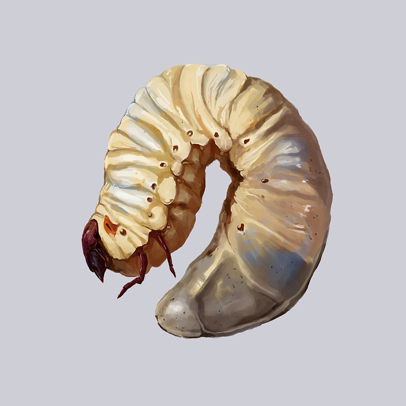 生物股长之独角仙（图ZNzI0NTUxNg==） - 商业插画 - 站酷设计师季风区原创素材 - 站酷ZCOOL
