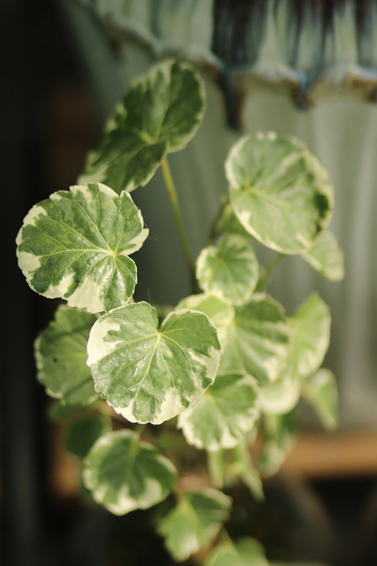 植物叶片|摄影|人文/纪实摄影|喜欢摄影的花艺师 - 原创作品 - 站酷 (