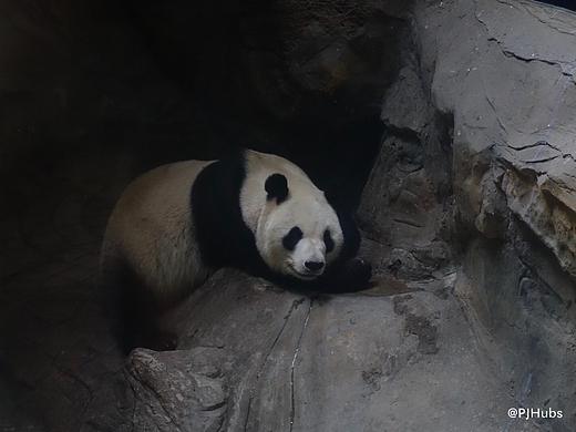 动物-熊猫（个人主页-ZMzg0ODQ1MTY=） - 宠物摄影 - 站酷设计师PJHubs原创素材 - 站酷ZCOOL