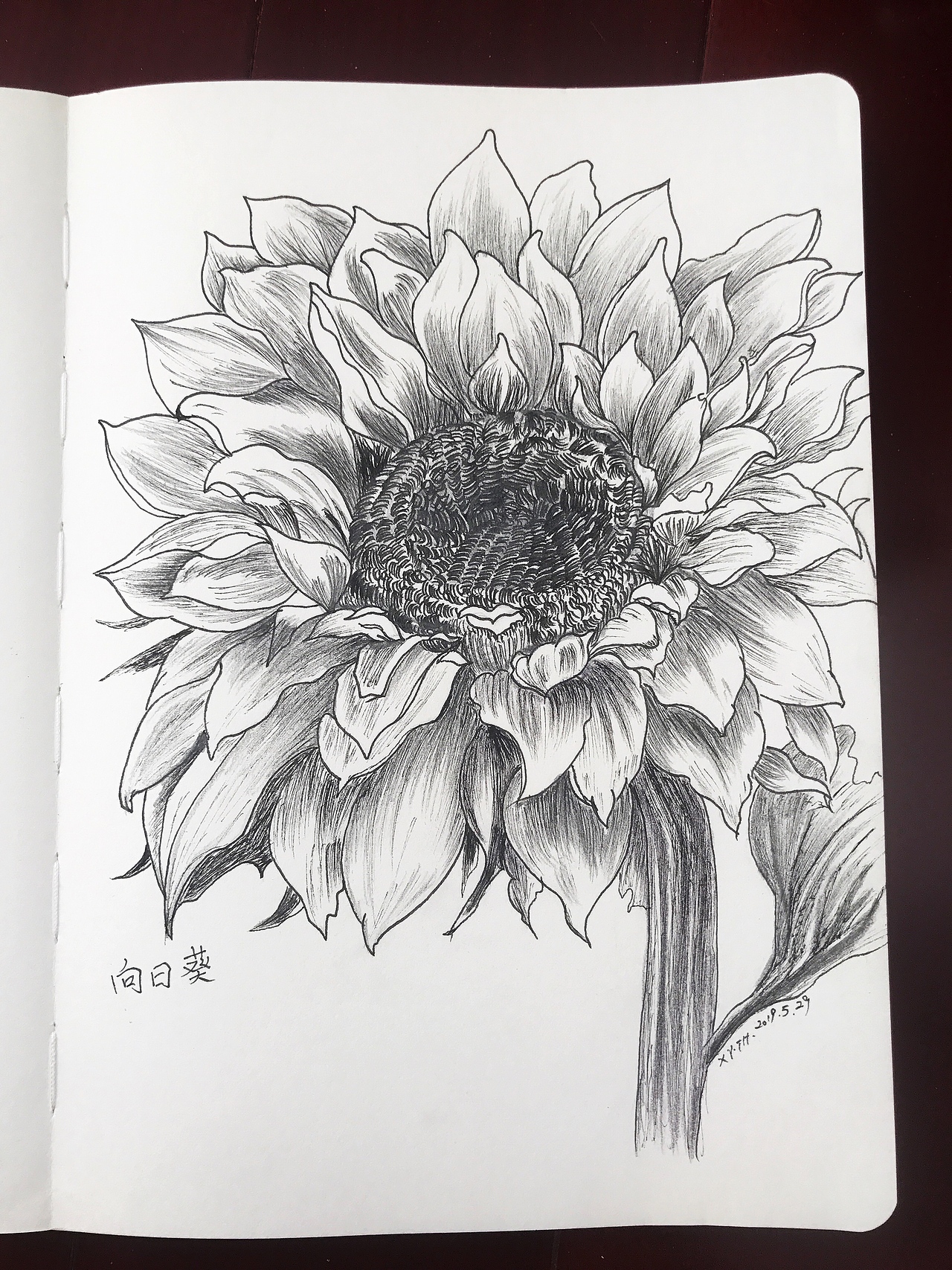 彩铅，针管笔作品【五】（图ZMTY1Nzk4MjIw） - 创作习作 - 站酷设计师英子手绘插画控原创素材 - 站酷ZCOOL