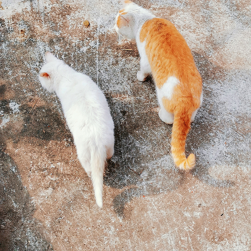 2021年手机摄影总结