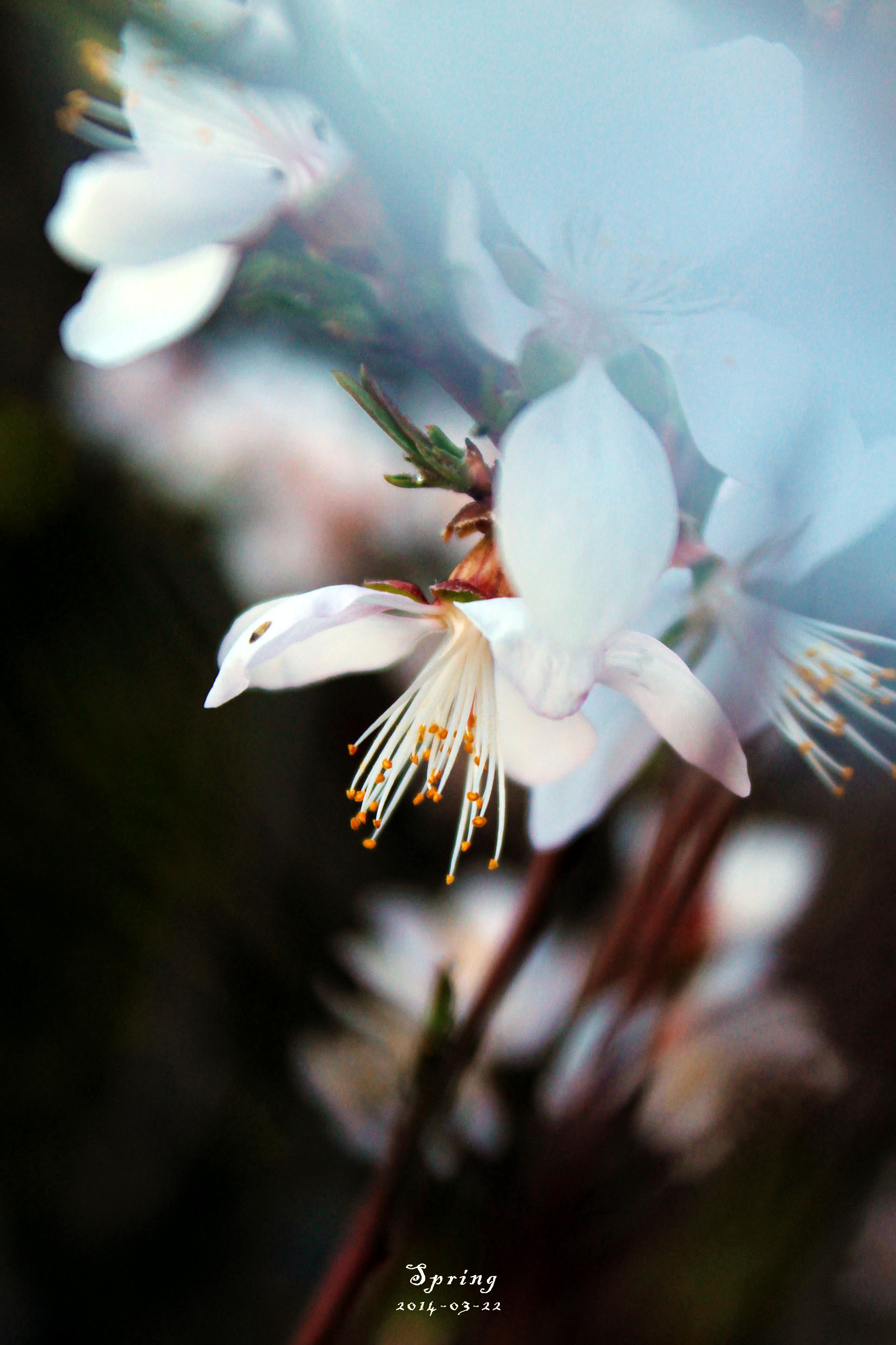 春天盛开的樱花高清图片下载-正版图片501201697-摄图网