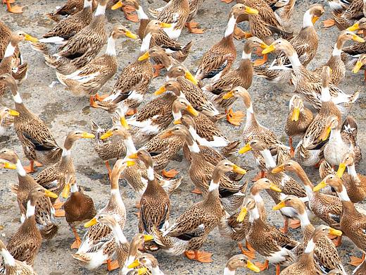 一堆鸭鸭（个人主页-ZNTU4NzkwMzY=） - 风光摄影 - 站酷设计师不吃紫菜原创素材 - 站酷ZCOOL