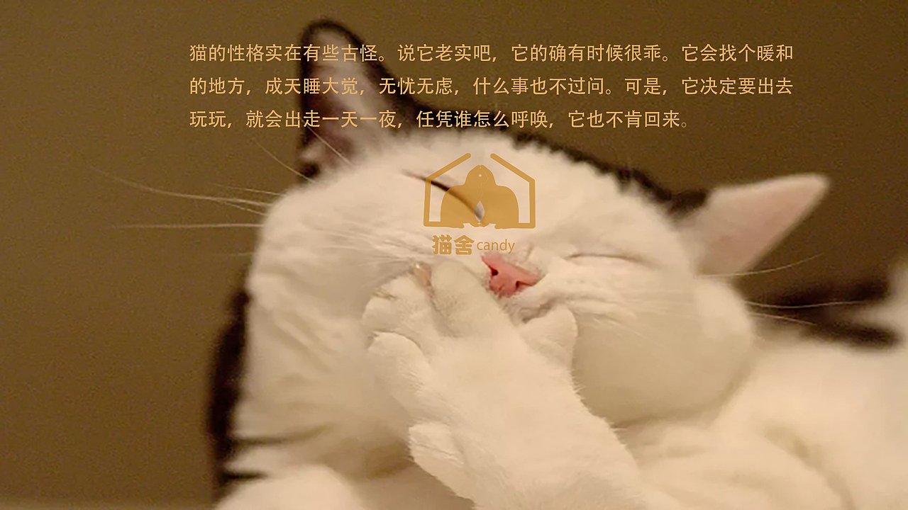 猫舍CAndy/logo设计