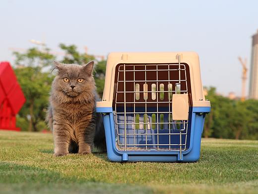沐米宠物 英短蓝猫 蓝猫 高地长毛猫