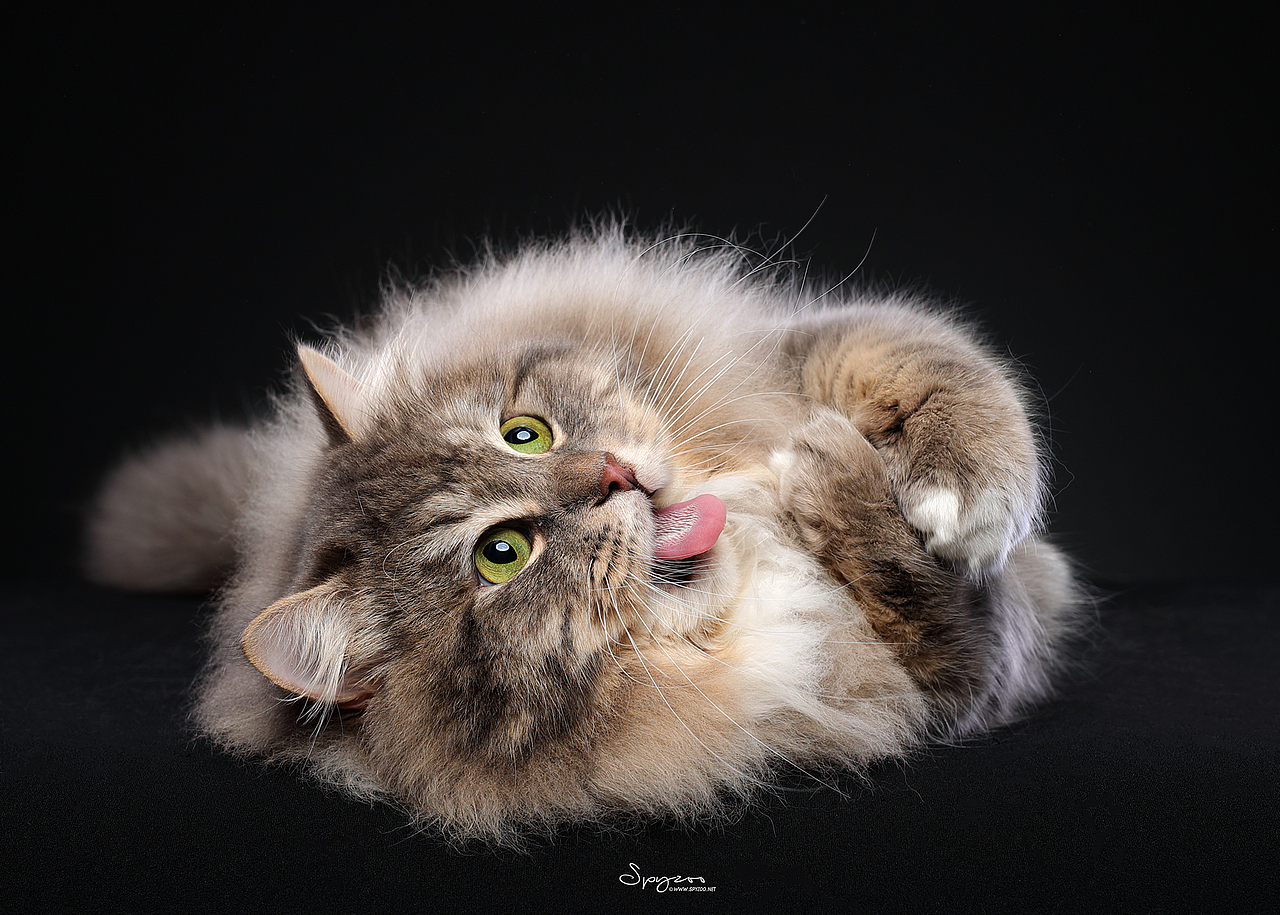 西森（图ZMTEyMDcyNjE2） - 宠物摄影 - 站酷设计师spyzoo原创素材 - 站酷ZCOOL