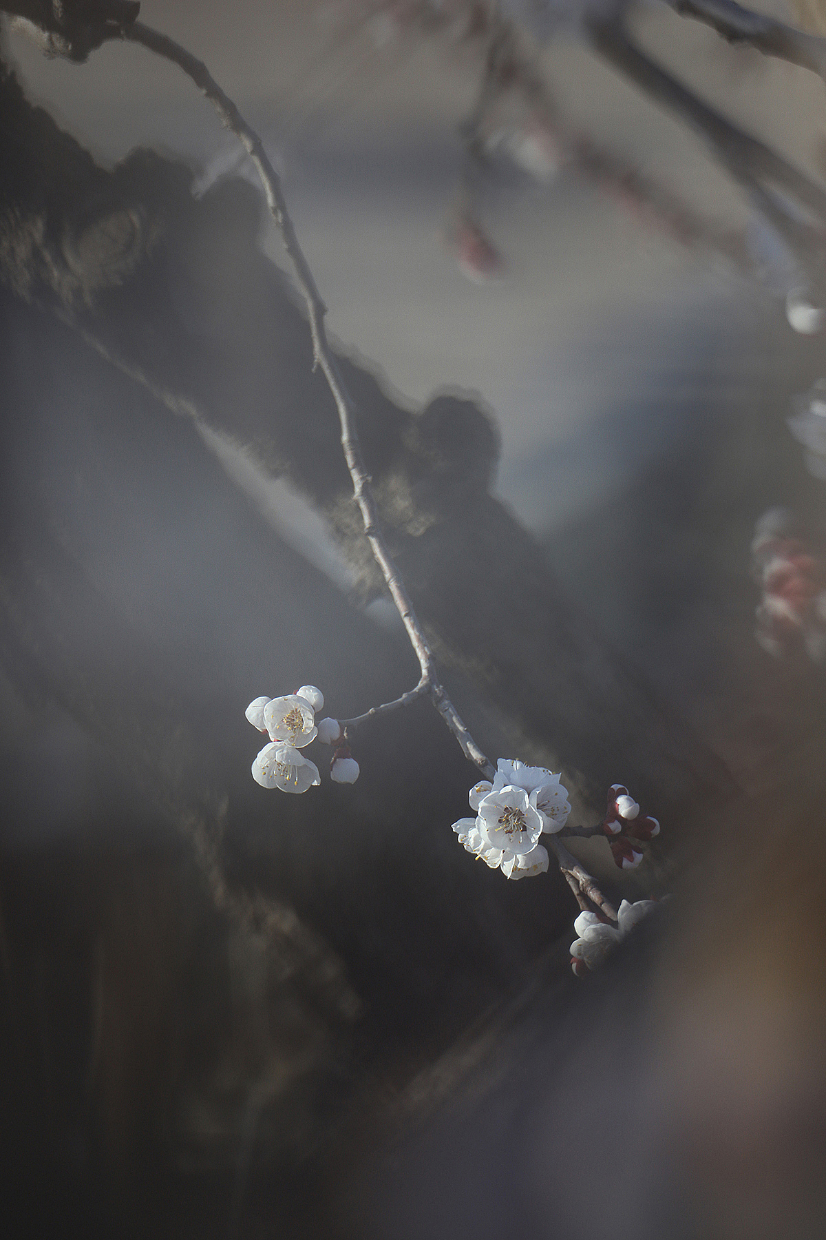 悄然而至的春天