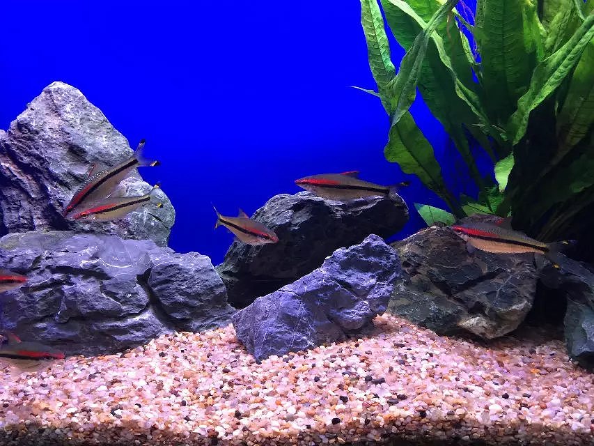 帮帮快修的水族馆之旅