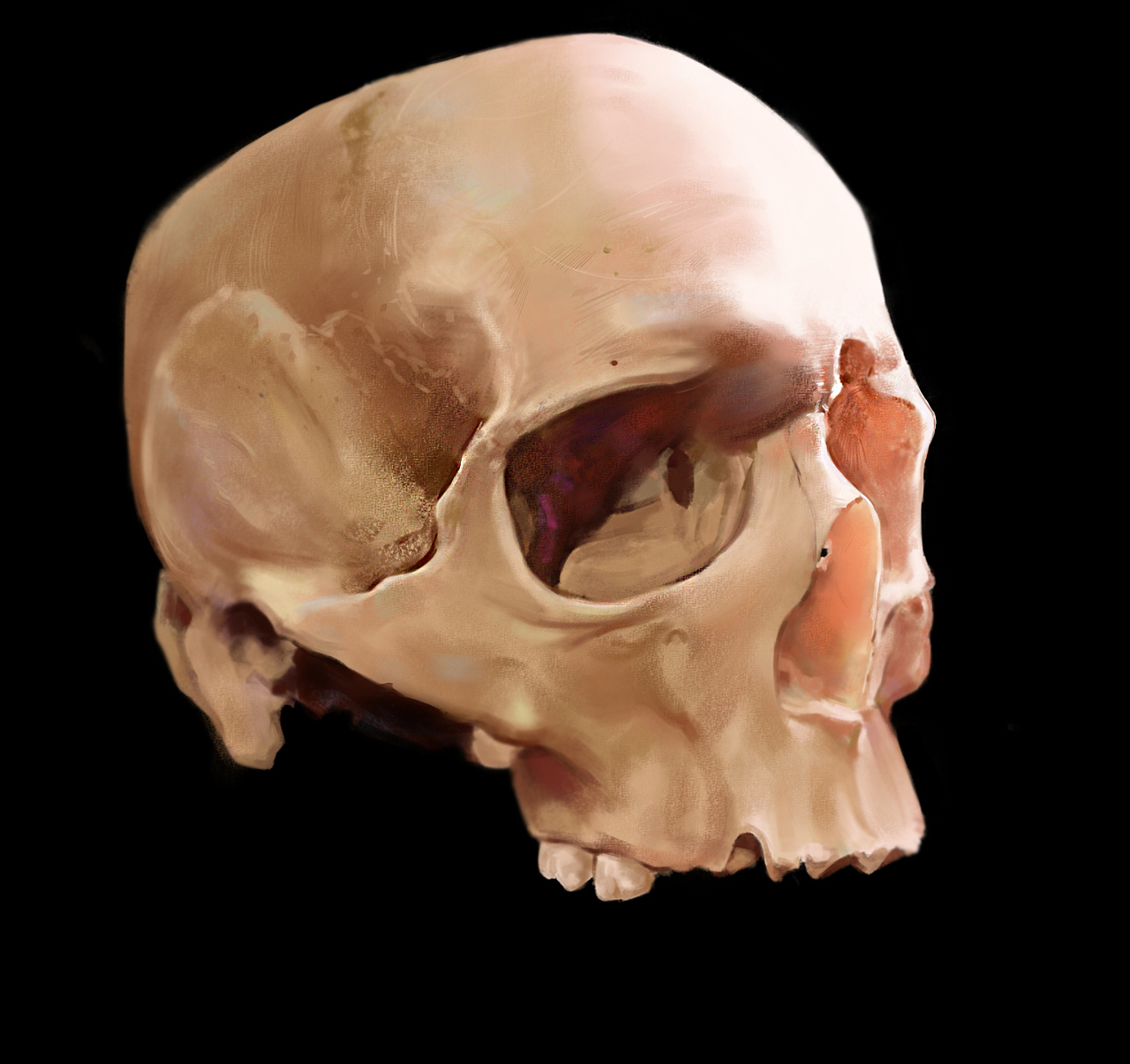 原画骷髅头头骨练习