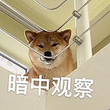 yloze的头像