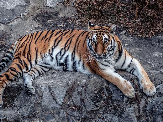 北京动物园（个人主页-ZNDk4OTkwMjQ=） - 宠物摄影 - 站酷设计师郄广鑫q原创素材 - 站酷ZCOOL