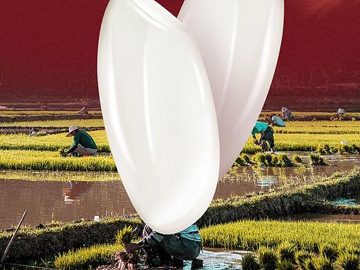 南县稻虾米