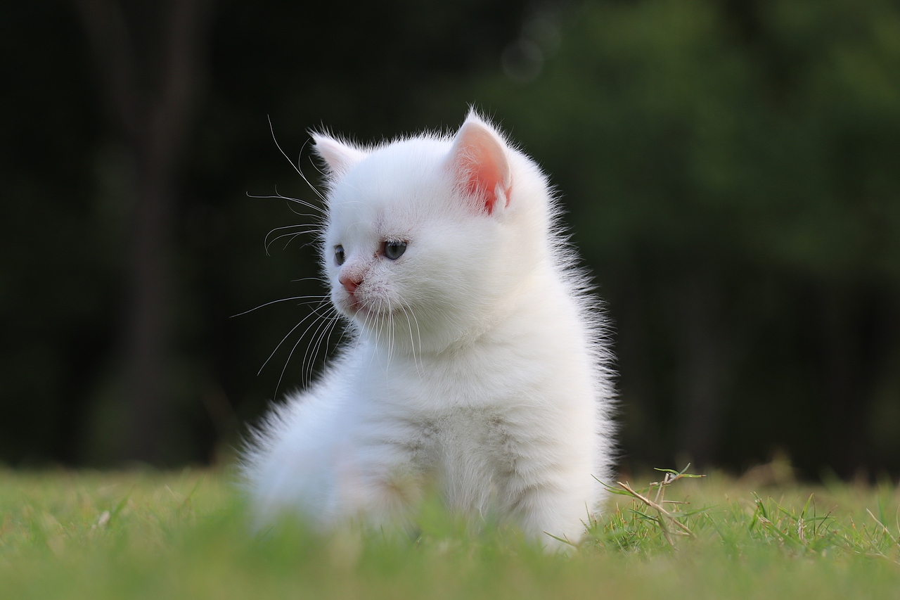 801英短纯白-母-34day565g双血统 纯白英短