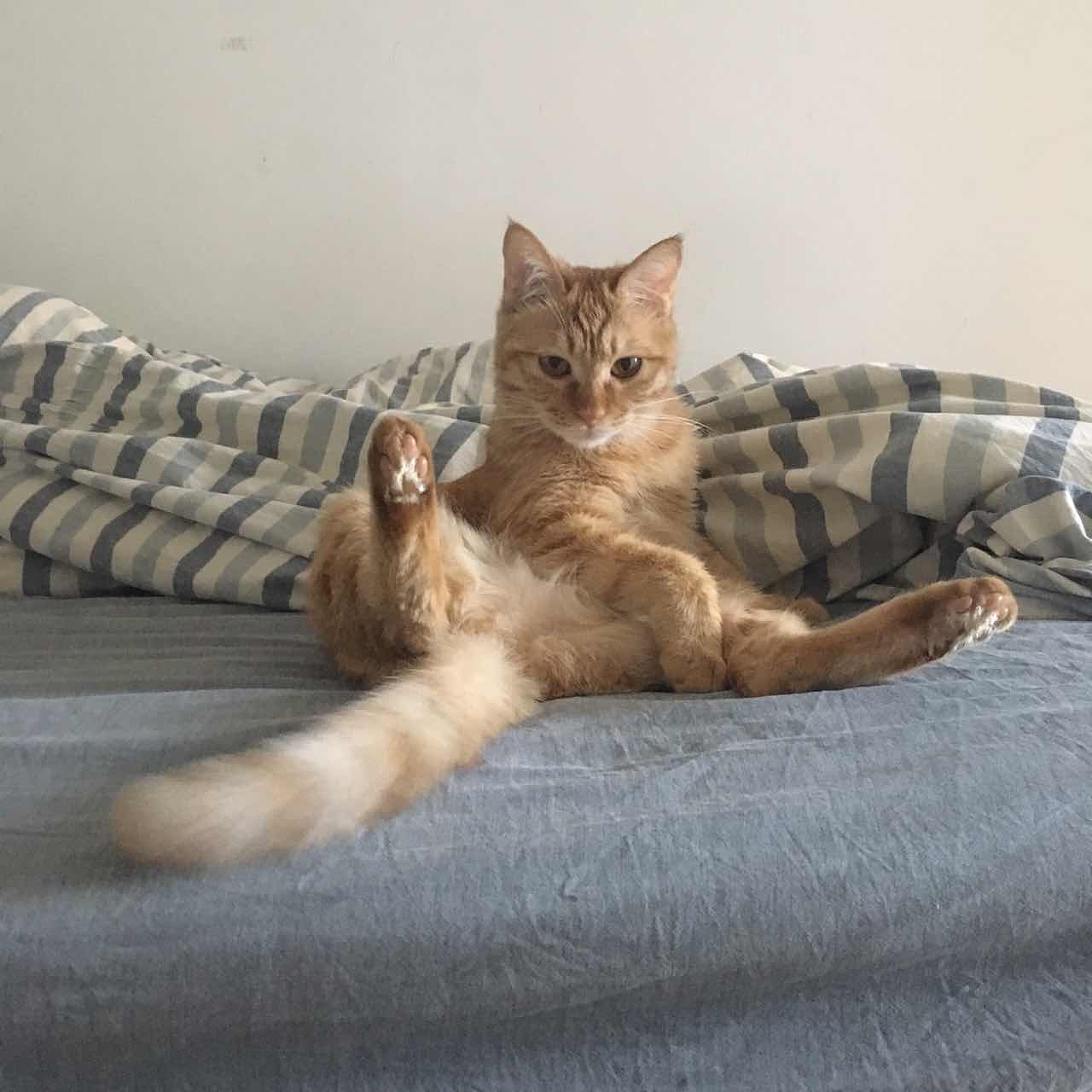 菜刀眼黄豆芽的日常（图ZODEwMzczNDQ=） - 宠物摄影 - 站酷设计师violasean原创素材 - 站酷ZCOOL