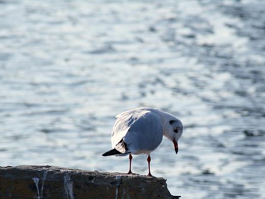 海鸥，晴空，远离人群，远离病毒（个人主页-ZNDI0NTY5MDQ=） - 宠物摄影 - 站酷设计师千羽帆原创素材 - 站酷ZCOOL