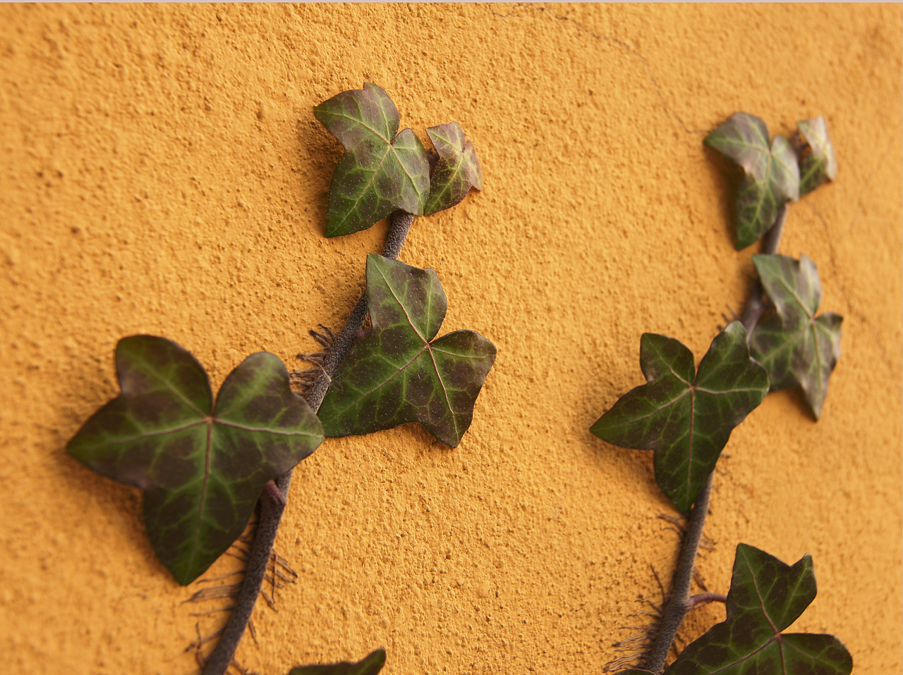 庙宇外墙角落里,爬山虎正在生长。