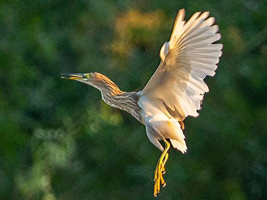 索尼A7R2+适马100-400dgdn拍鸟