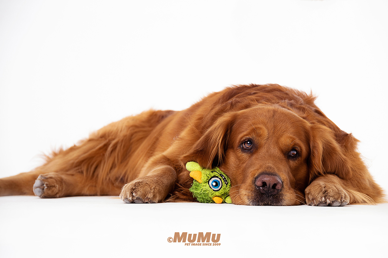 穆牧摄影-宠物摄影(2020总结1)