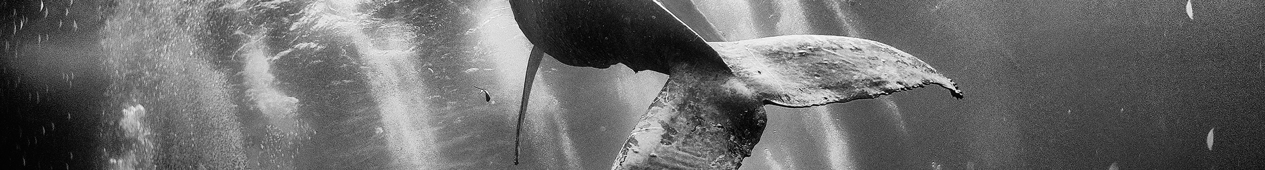 鯨智的個人主頁（封面預覽） - 主頁封面設置 - 站酷設計師鯨智原創(chuàng)素材 - 站酷ZCOOL