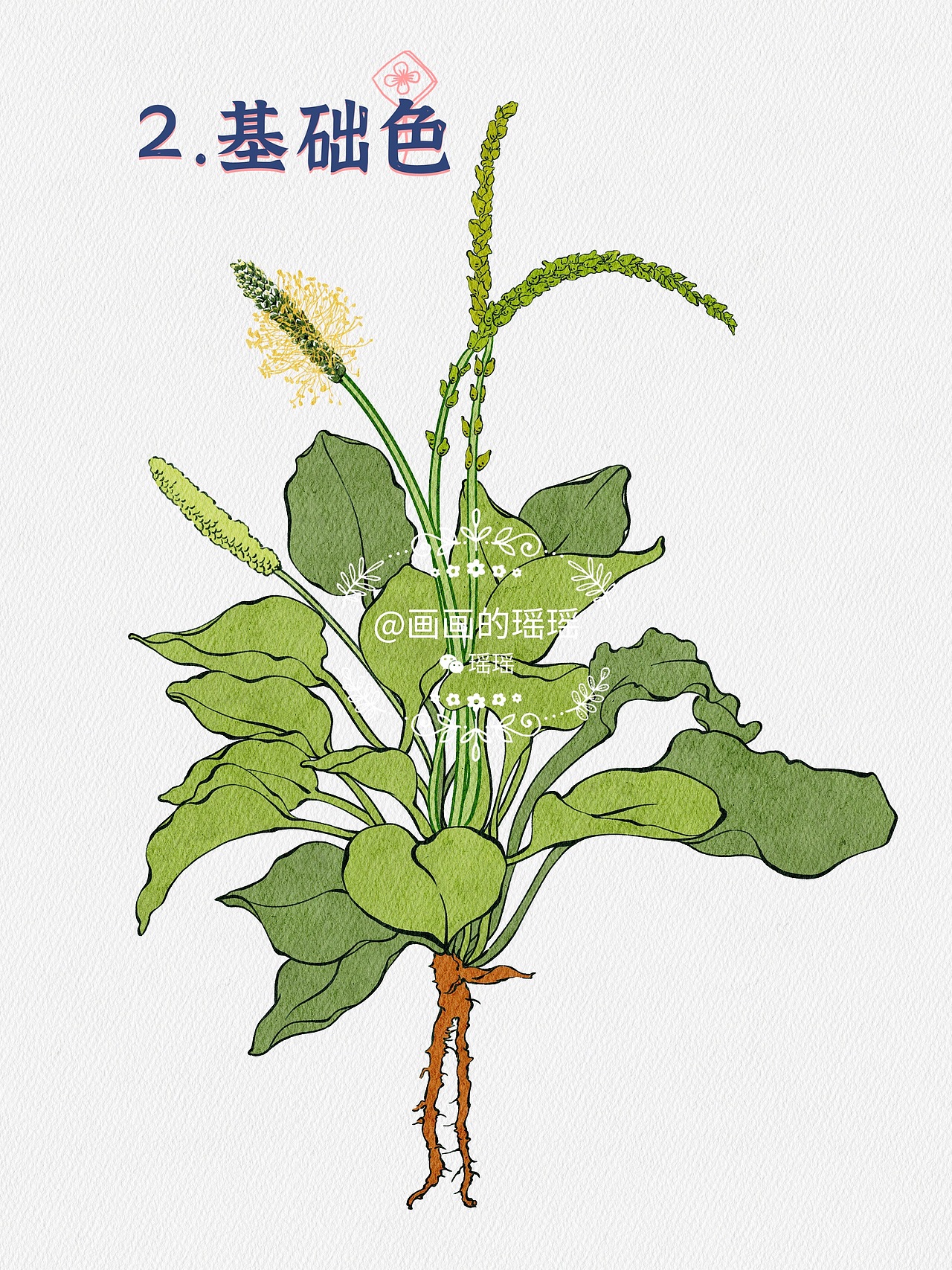 本草纲目中草药手绘插画-车前草(附绘画线稿过程图)(图ZMzEwNDk2ODg0) - 商业插画 - 站酷设计师YAOHAN姚函原创素材 - 站酷ZCOOL