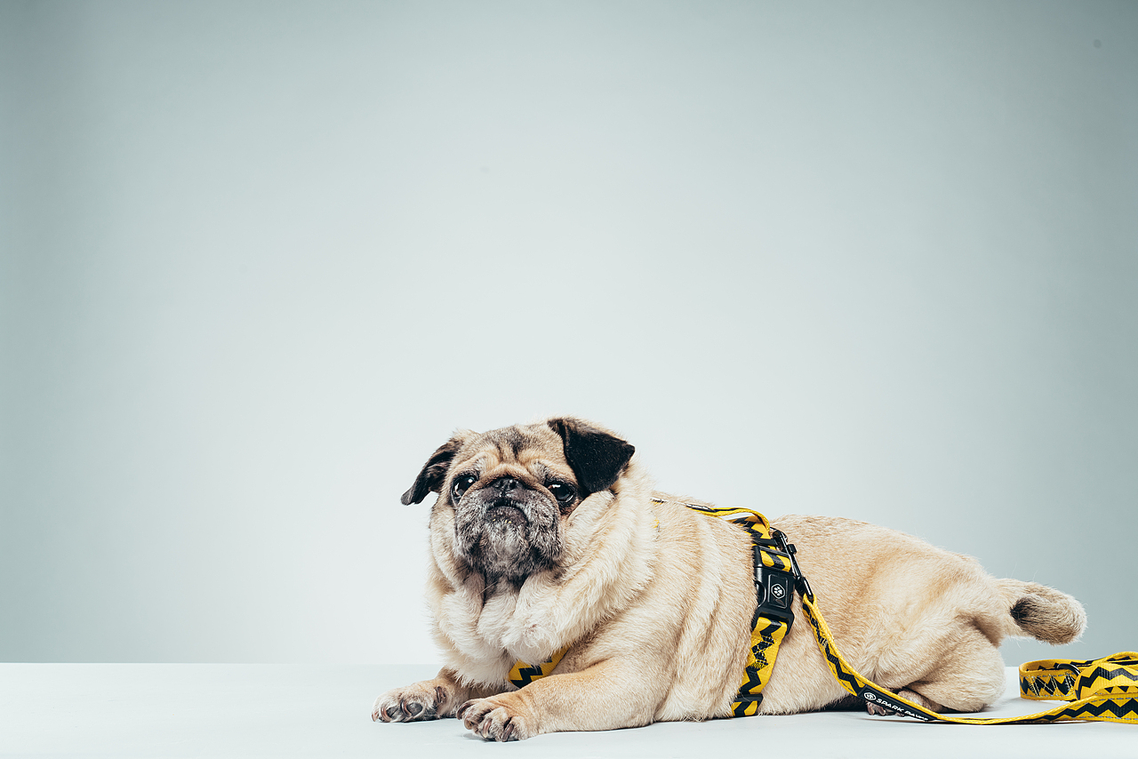 #拍汪黨 For Sparkpaws 狗帶產(chǎn)品拍攝（圖ZMTY2MDA5MjQ0） - 寵物攝影 - 站酷設(shè)計師Xen和Sendoh原創(chuàng)素材 - 站酷ZCOOL