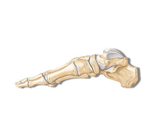 人體骨骼（個人主頁-ZNTY5OTAwNDA=） - 創(chuàng)作習作 - 站酷設(shè)計師Z39597665原創(chuàng)素材 - 站酷ZCOOL