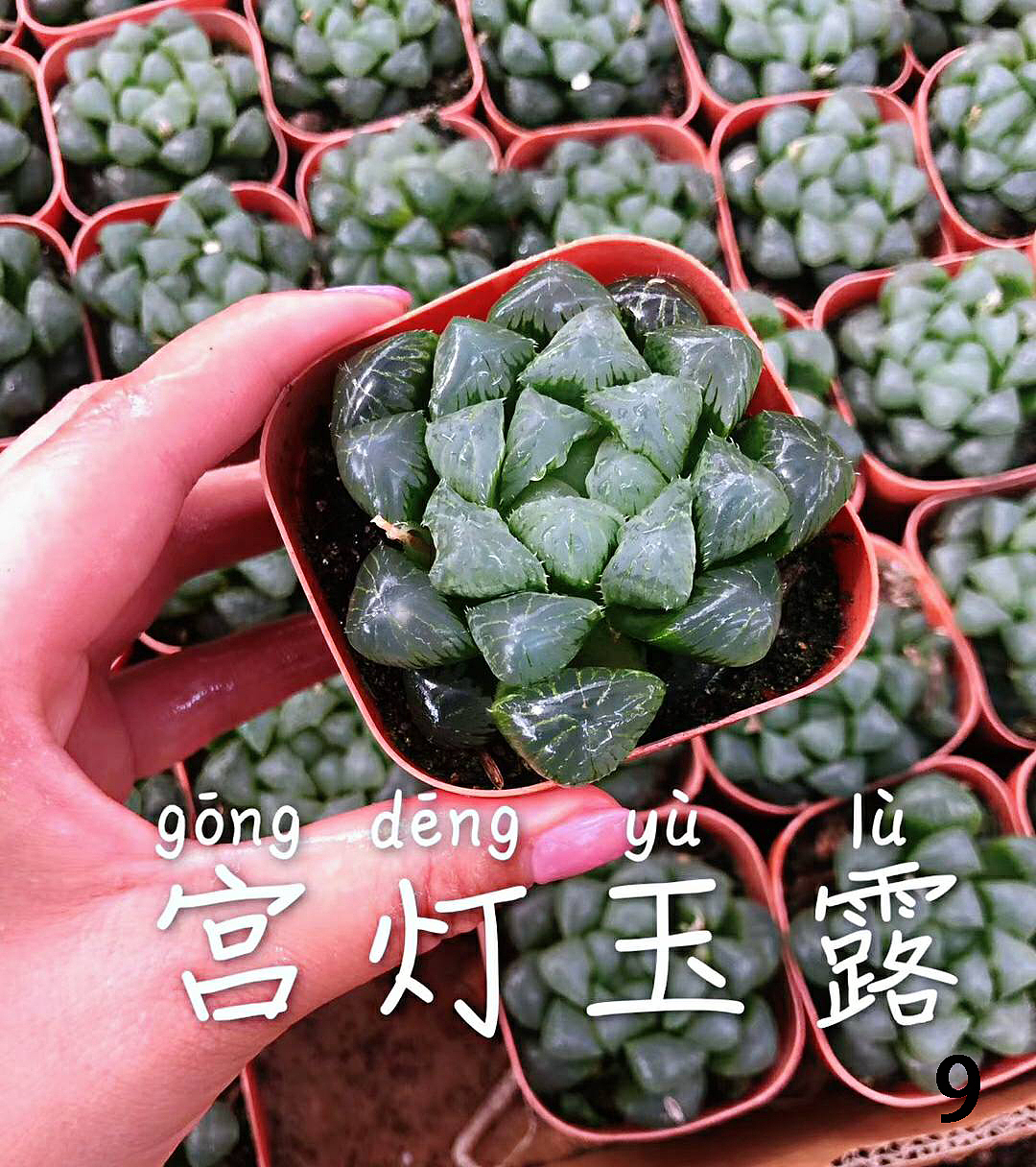 云南东南亚多肉绿植（图ZMTU1NDUxNjI4） - 产品摄影 - 站酷设计师绿植玩家原创素材 - 站酷ZCOOL