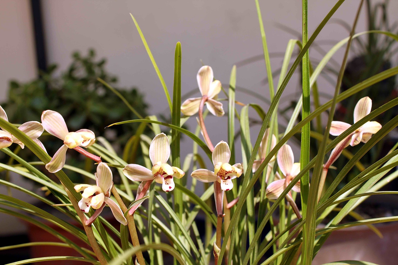 【莲瓣兰】滇梅