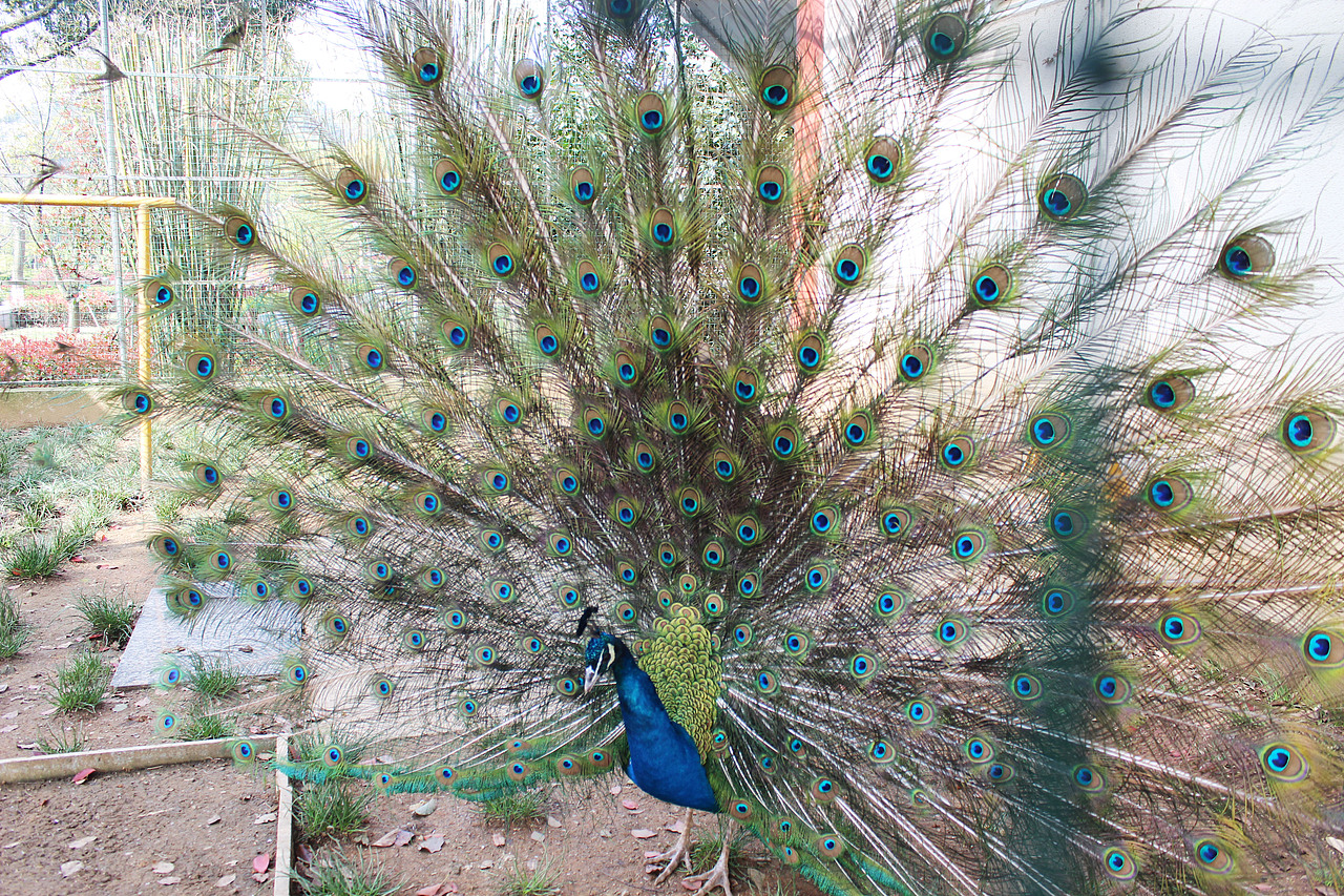 运气好.园区里面有养孔雀,去的时候正好开屏了.